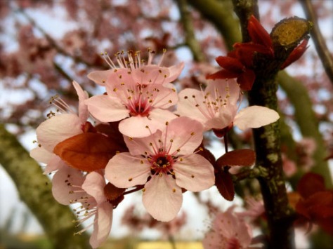cherry blossoms from Incahootswithmuddyboots Zunday Zen